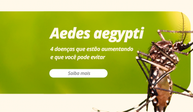 Aedes aegypti: 4 doenças que estão aumentando e que você pode evitar