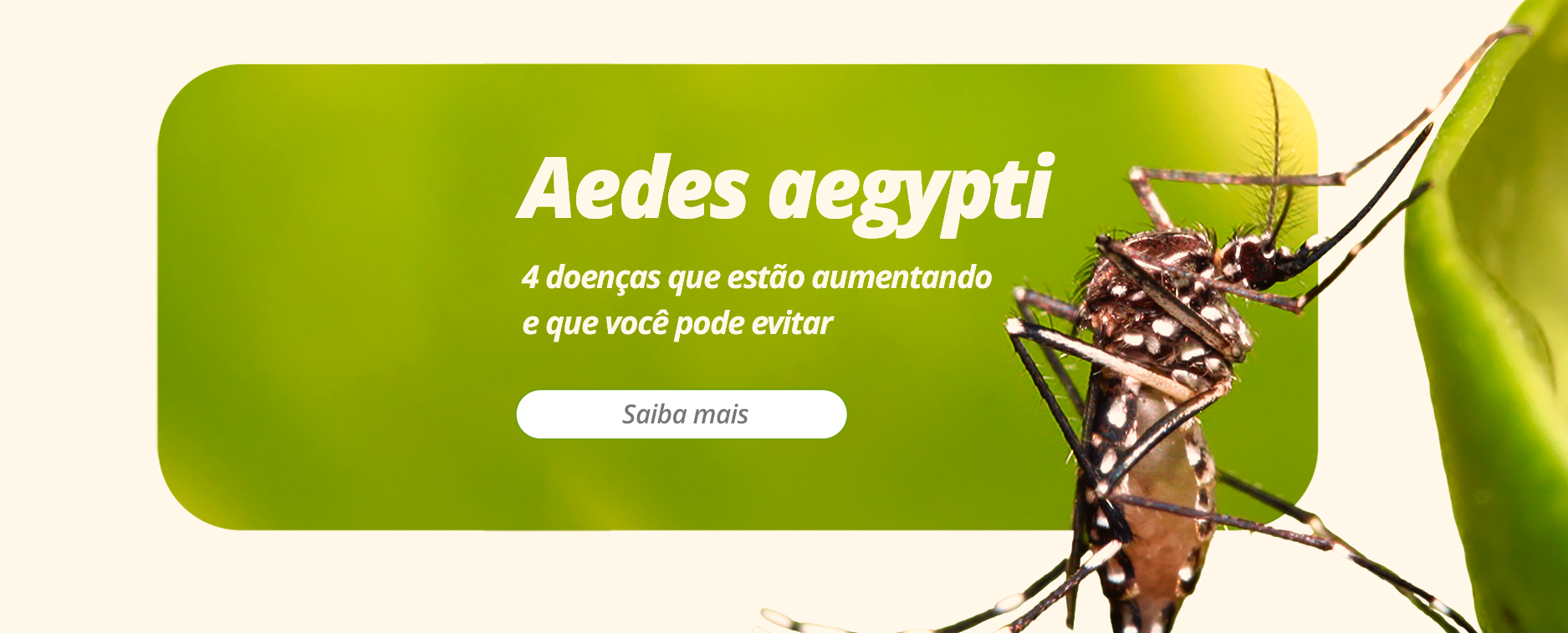 Aedes aegypti: 4 doenças que estão aumentando e que você pode evitar