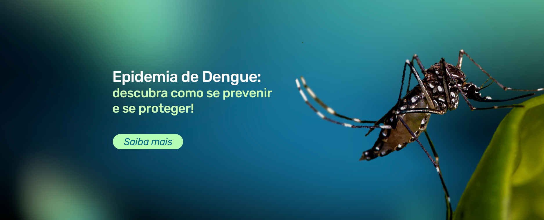 Epidemia de Dengue: descubra como se prevenir e se proteger